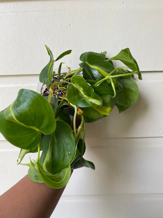 Philodendron hederaceum 'Brasil' - D