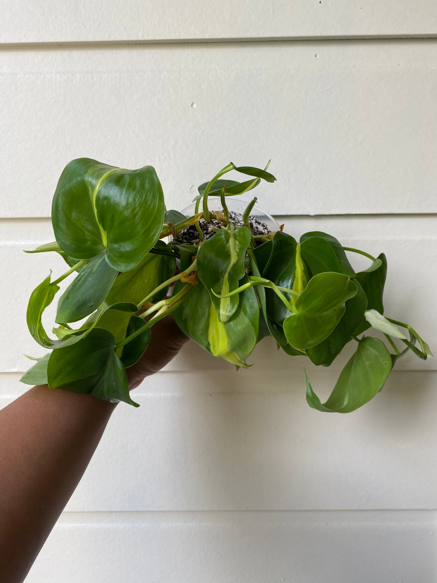 Philodendron hederaceum 'Brasil' - D