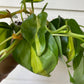 Philodendron hederaceum 'Brasil' - D