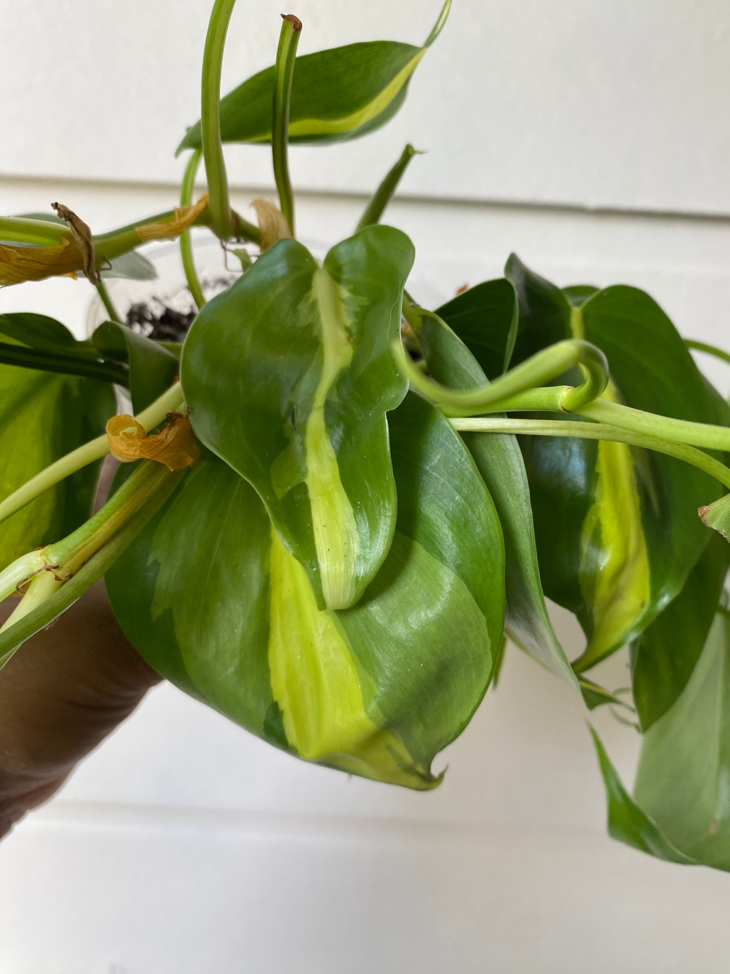 Philodendron hederaceum 'Brasil' - D