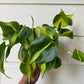 Philodendron hederaceum 'Brasil' - C