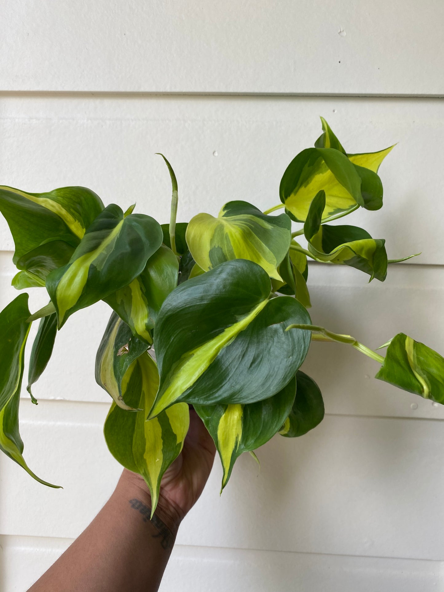 Philodendron hederaceum 'Brasil' - C