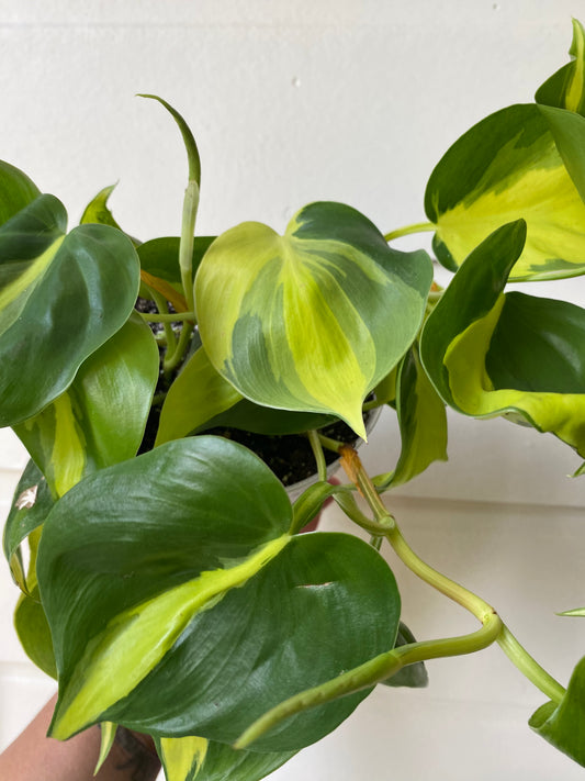 Philodendron hederaceum 'Brasil' - C