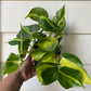 Philodendron hederaceum 'Brasil' - C