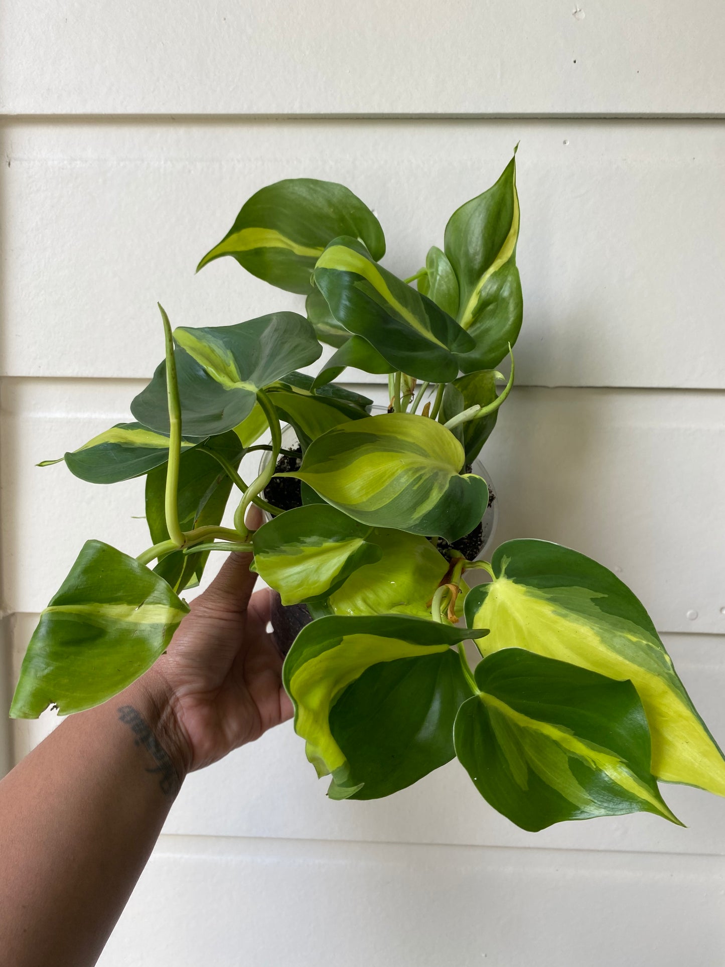 Philodendron hederaceum 'Brasil' - C