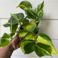 Philodendron hederaceum 'Brasil' - C