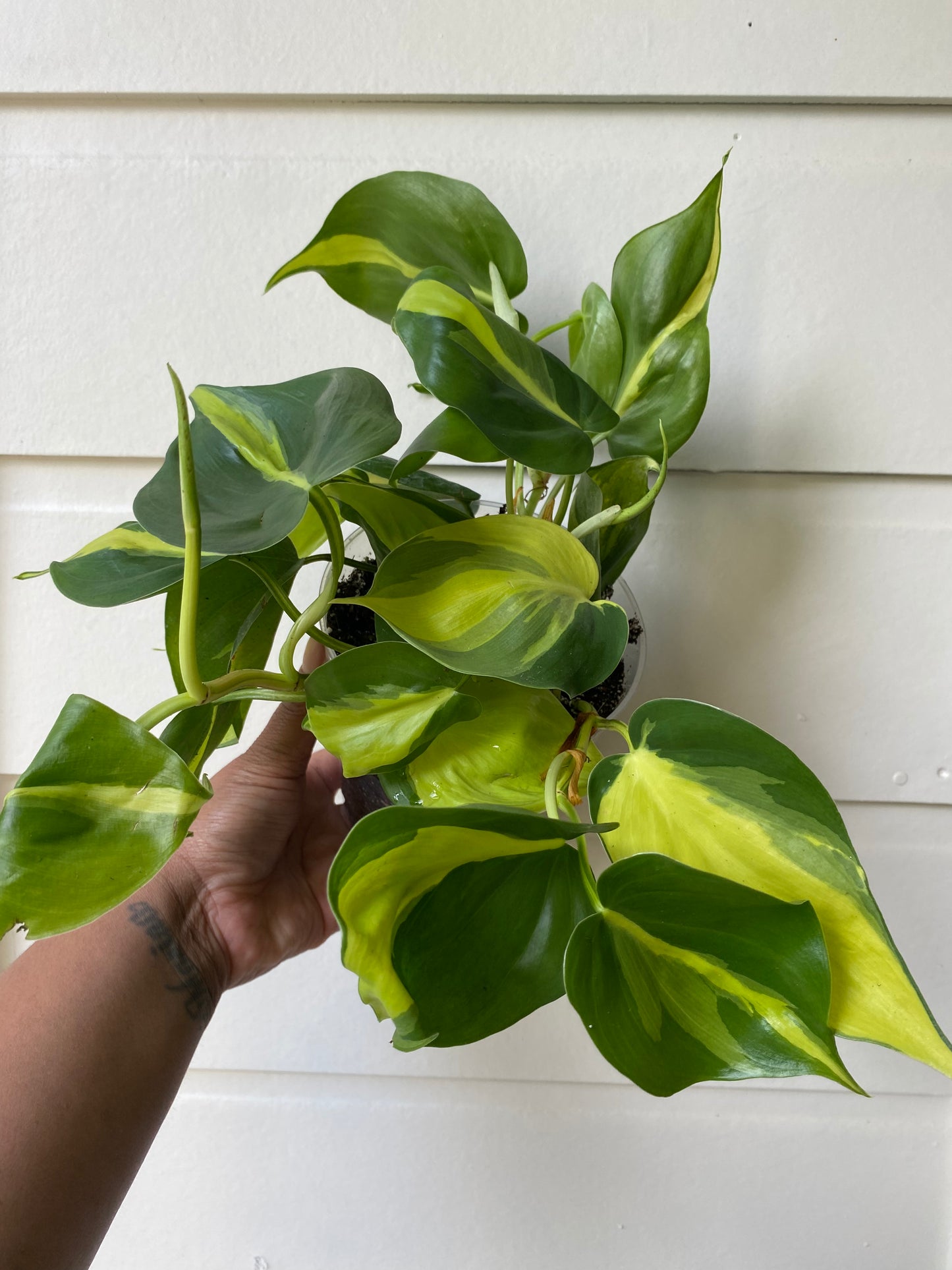 Philodendron hederaceum 'Brasil' - C