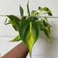 Philodendron hederaceum 'Brasil' - B