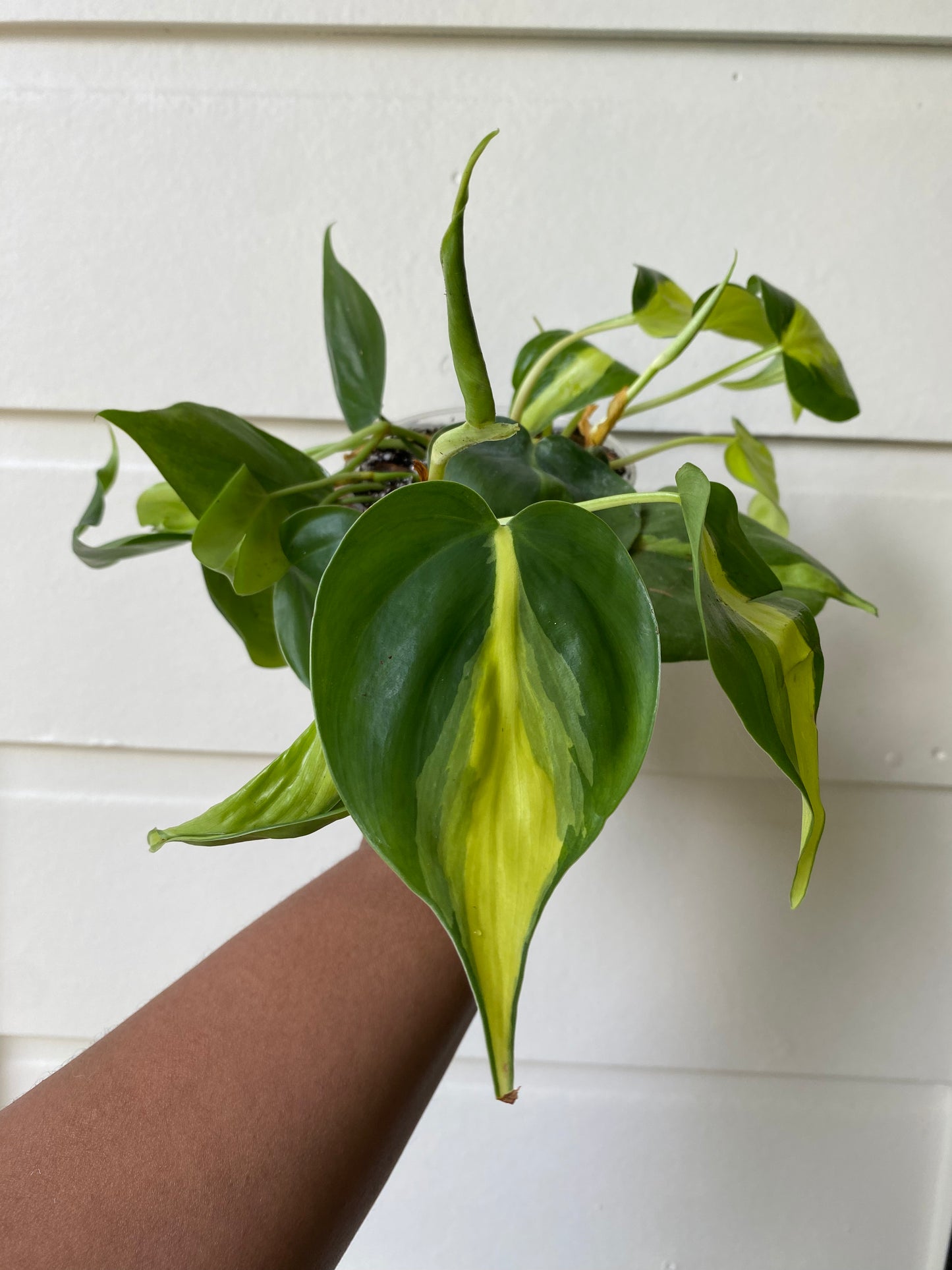 Philodendron hederaceum 'Brasil' - B