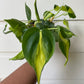 Philodendron hederaceum 'Brasil' - B