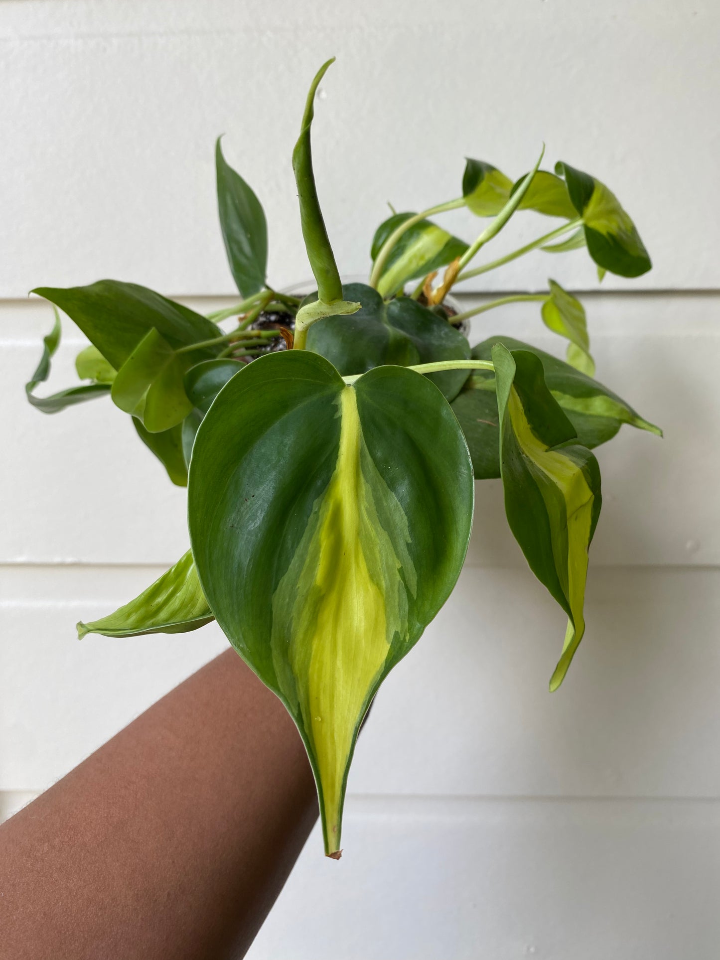 Philodendron hederaceum 'Brasil' - B