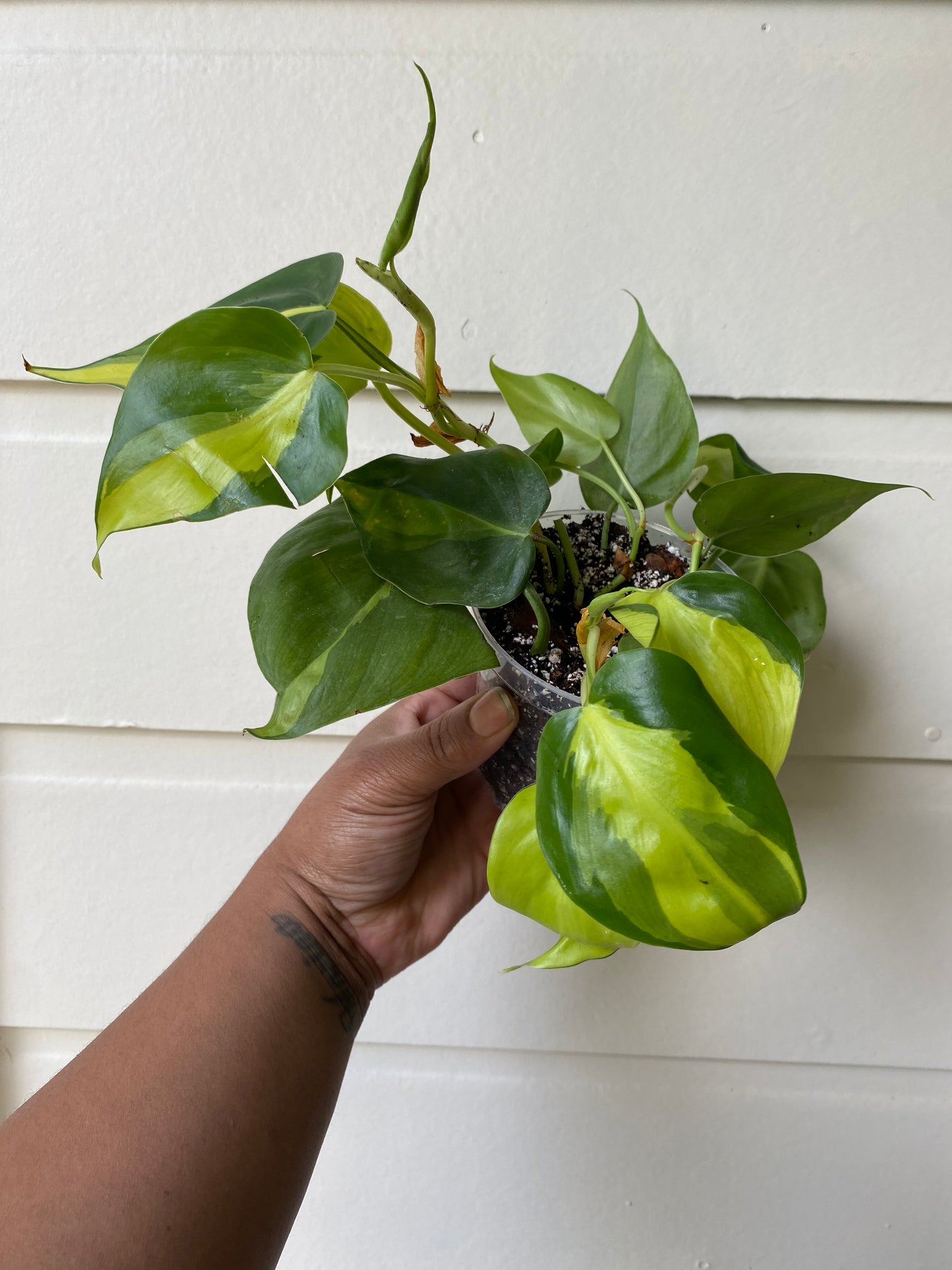 Philodendron hederaceum 'Brasil' - B