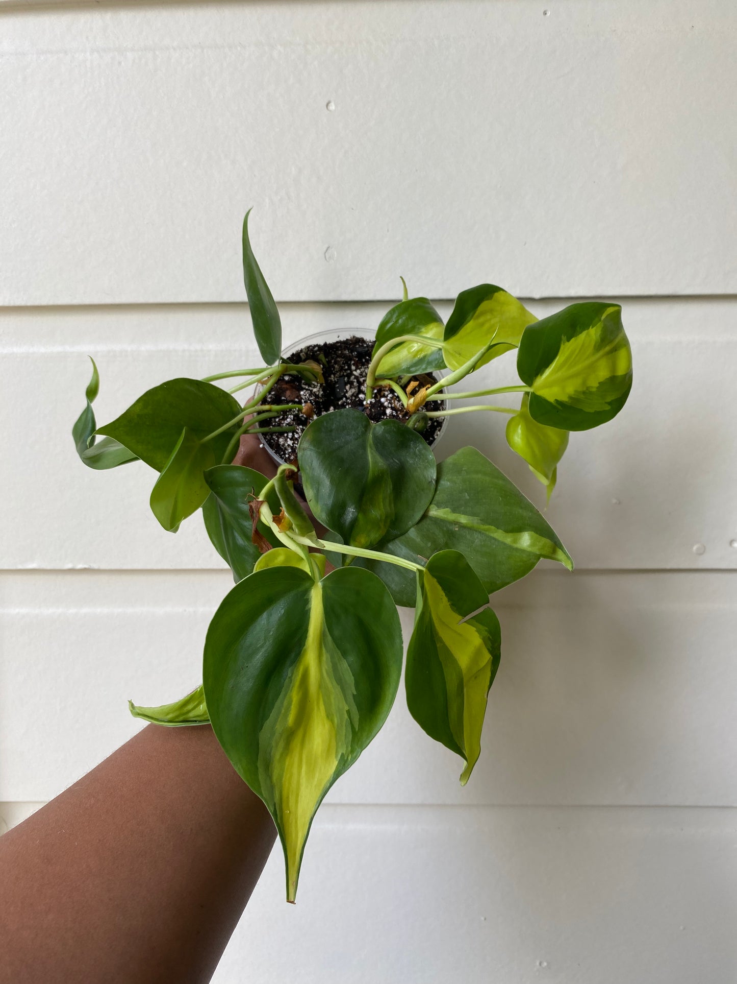 Philodendron hederaceum 'Brasil' - B