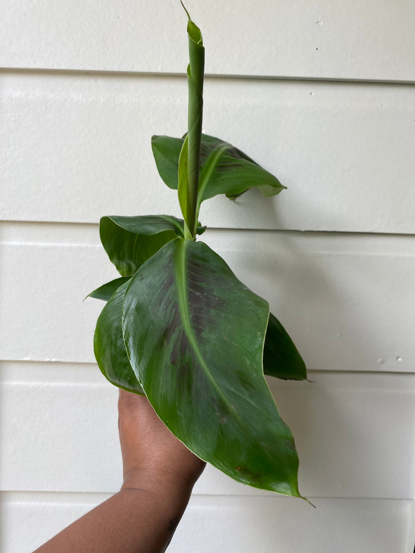 Musa acuminata 'Dwarf Cavendish'