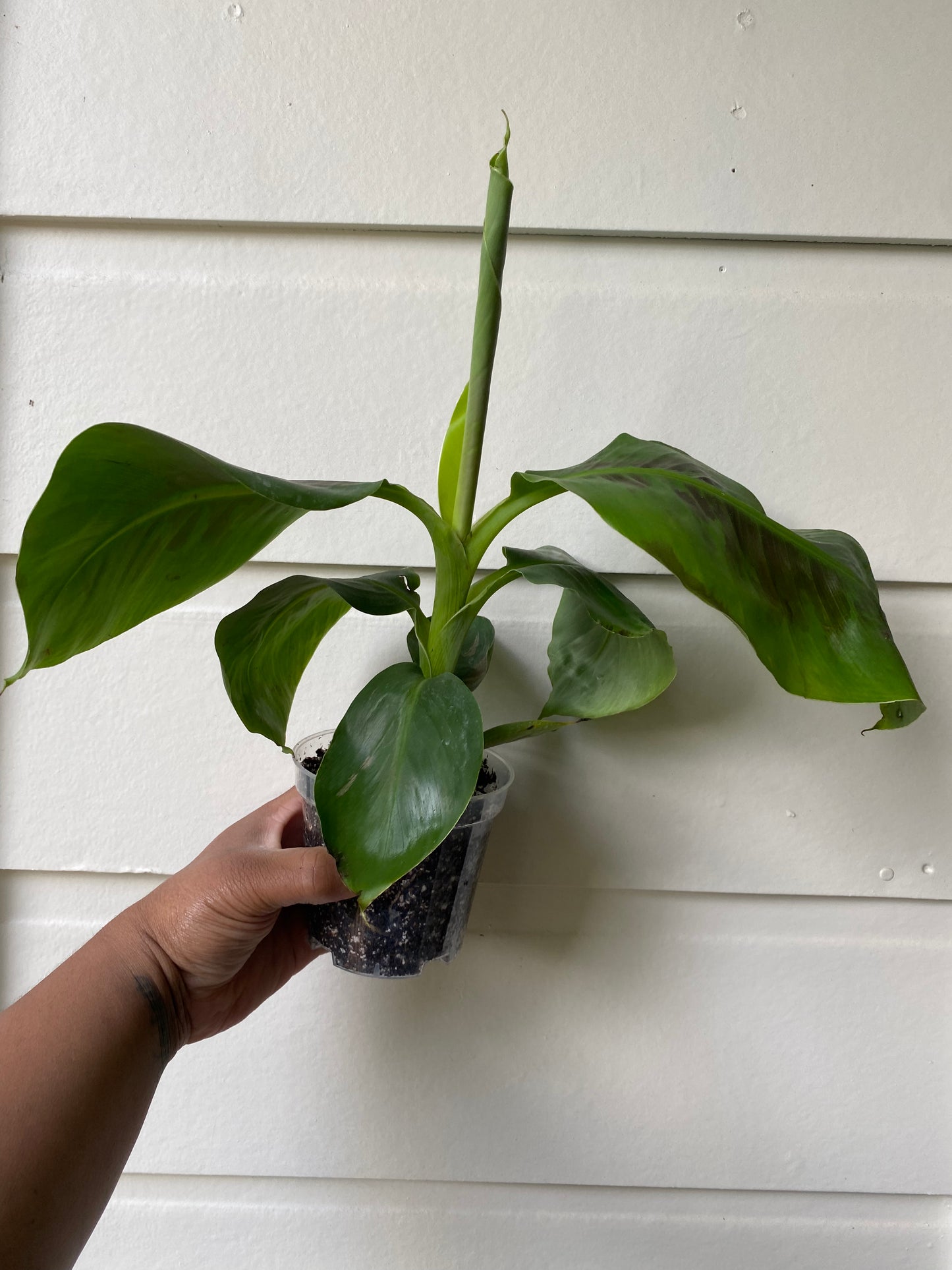 Musa acuminata 'Dwarf Cavendish'