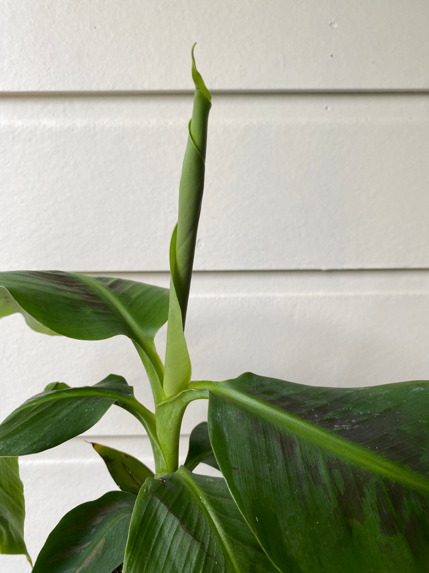 Musa acuminata 'Dwarf Cavendish'