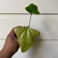 Anthurium truncicola