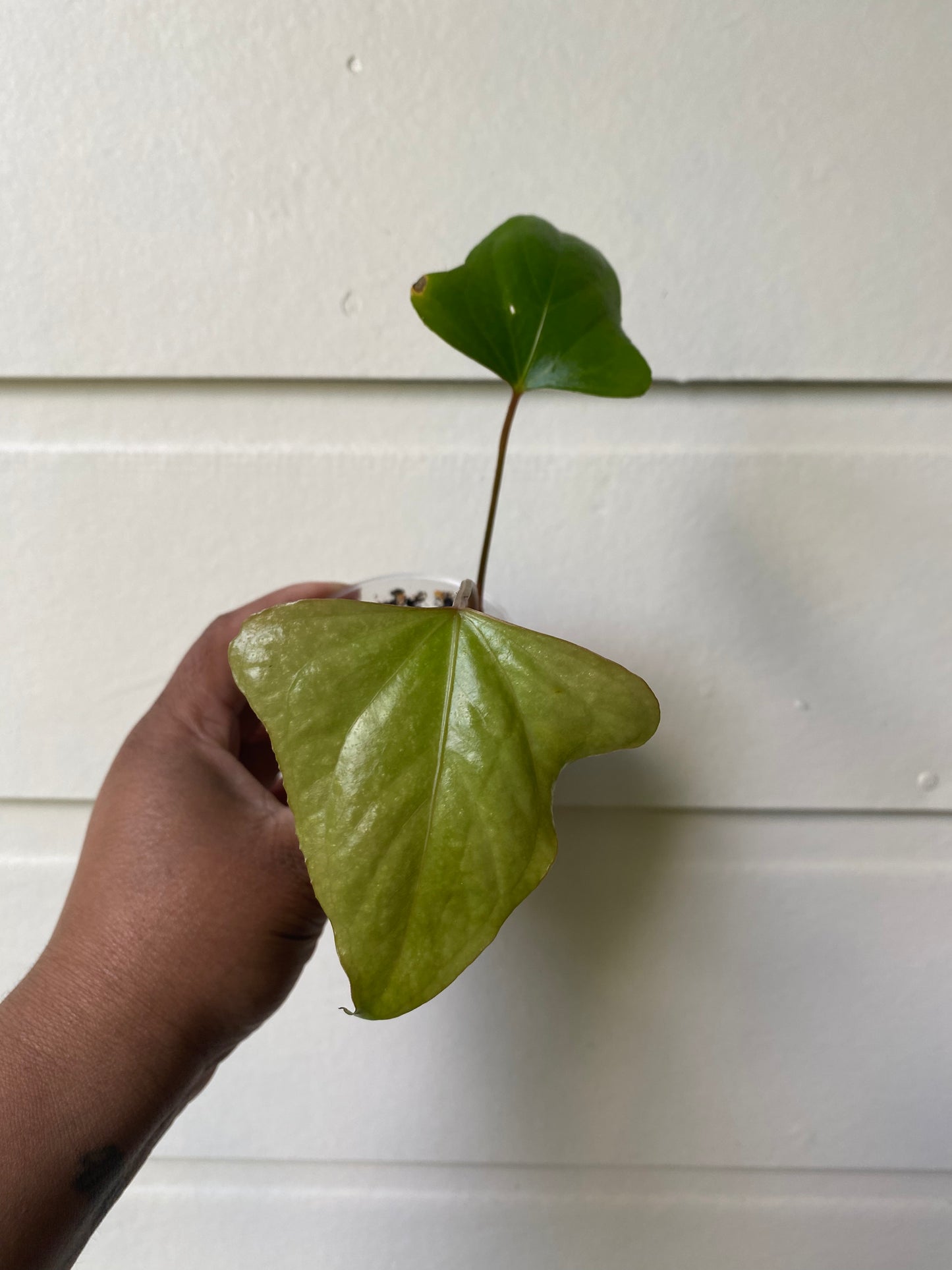 Anthurium truncicola