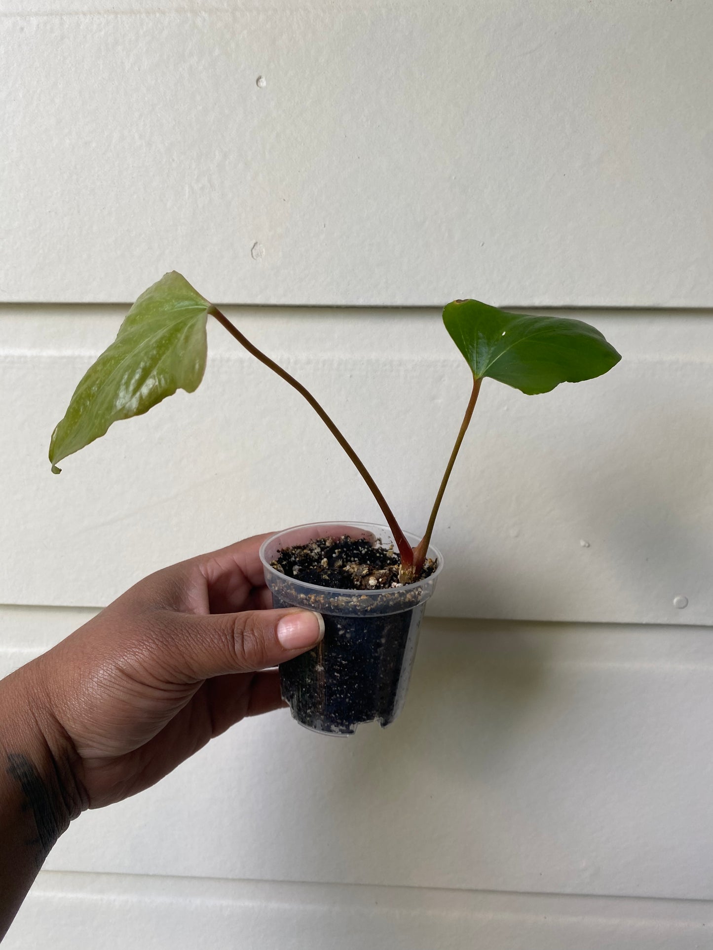 Anthurium truncicola