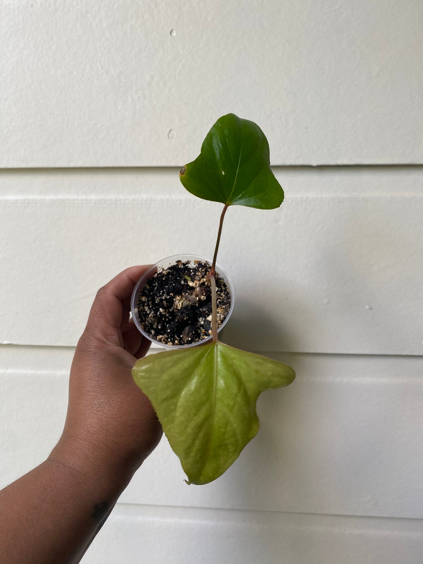 Anthurium truncicola