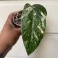 Epipremnum Pinnatum Albo - High Variegation - A