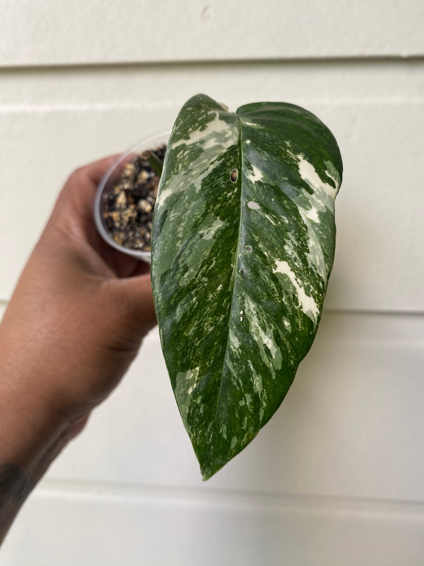 Epipremnum Pinnatum Albo - High Variegation - A