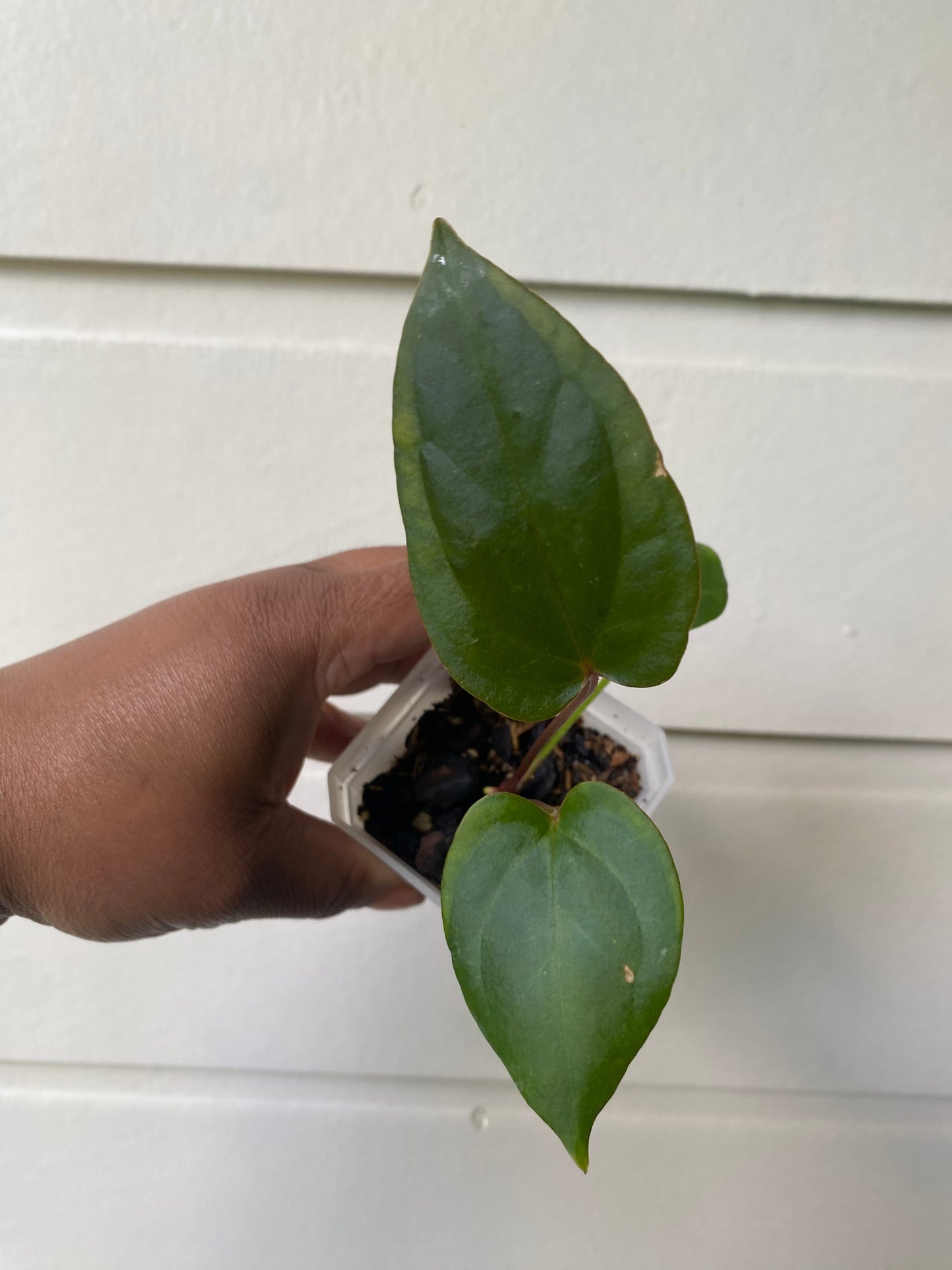 Anthurium Crystallinum x Magnificum x Gigi Hybrid