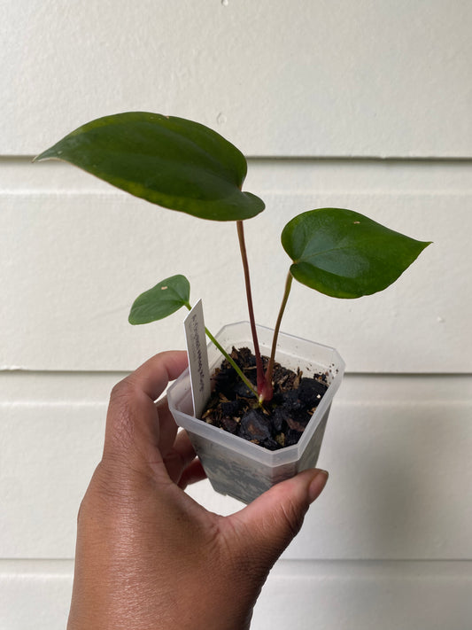 Anthurium Crystallinum x Magnificum x Gigi Hybrid