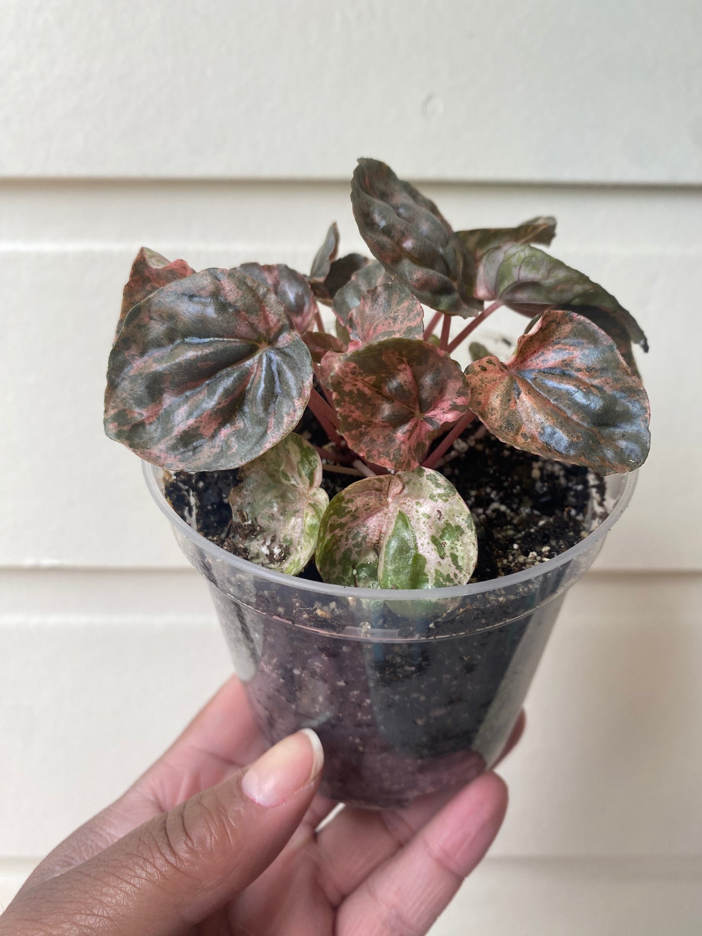 Pink Lady Peperomia