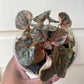 Pink Lady Peperomia