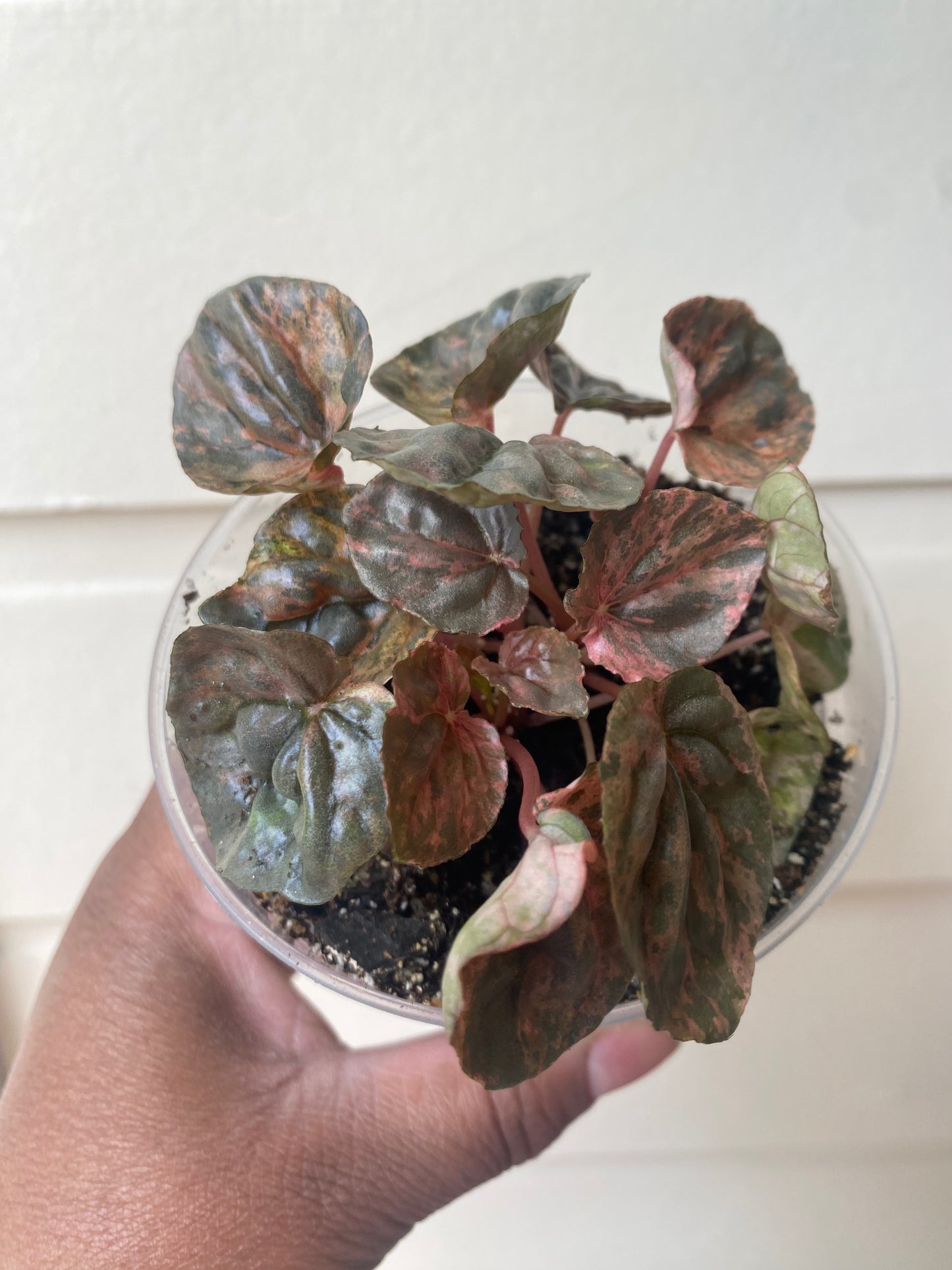 Pink Lady Peperomia