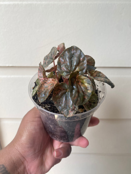 Pink Lady Peperomia