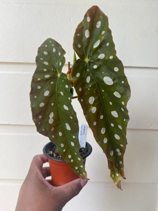 Begonia Maculata 'Polka Dot' - A