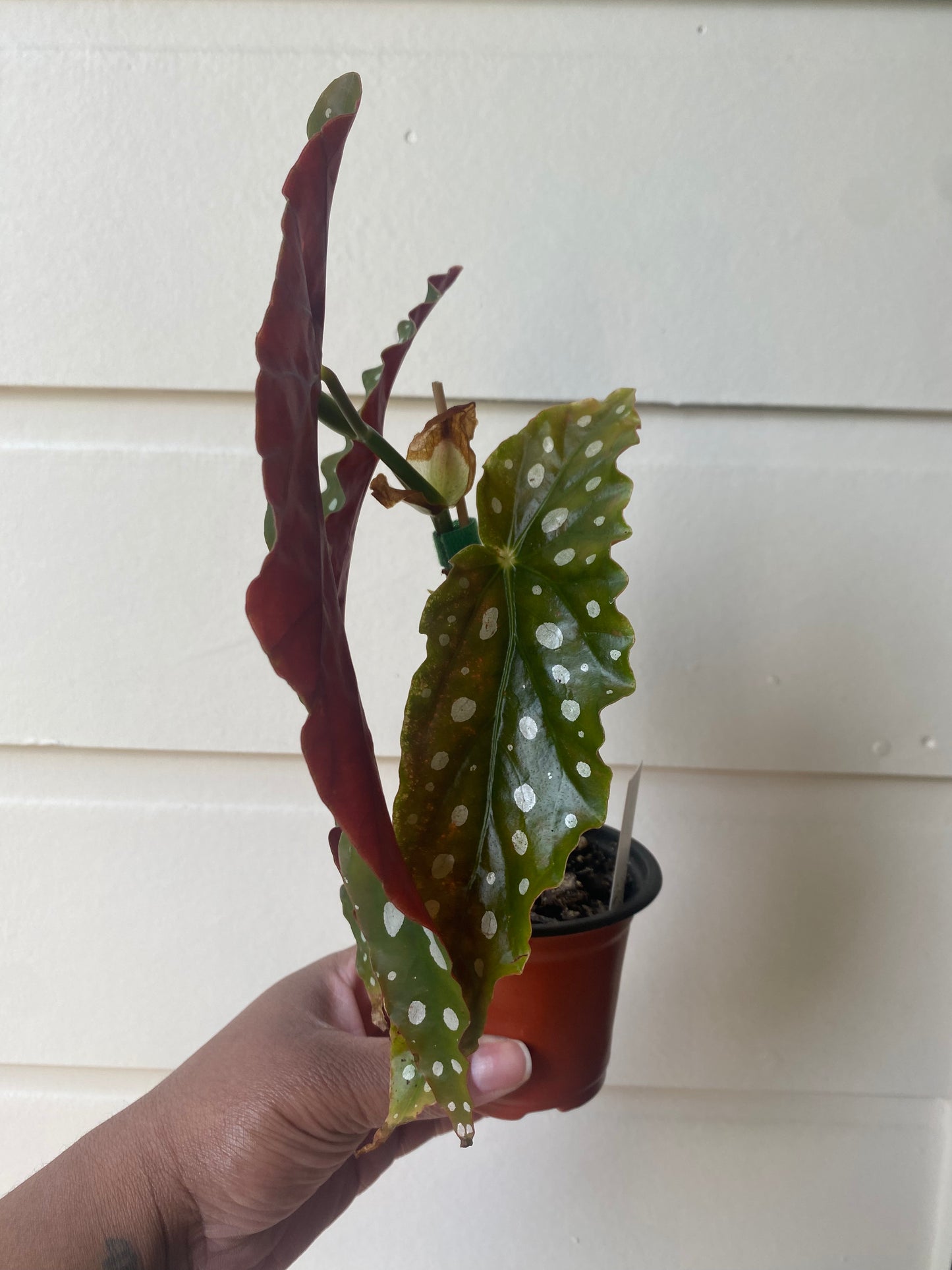 Begonia Maculata 'Polka Dot' - A