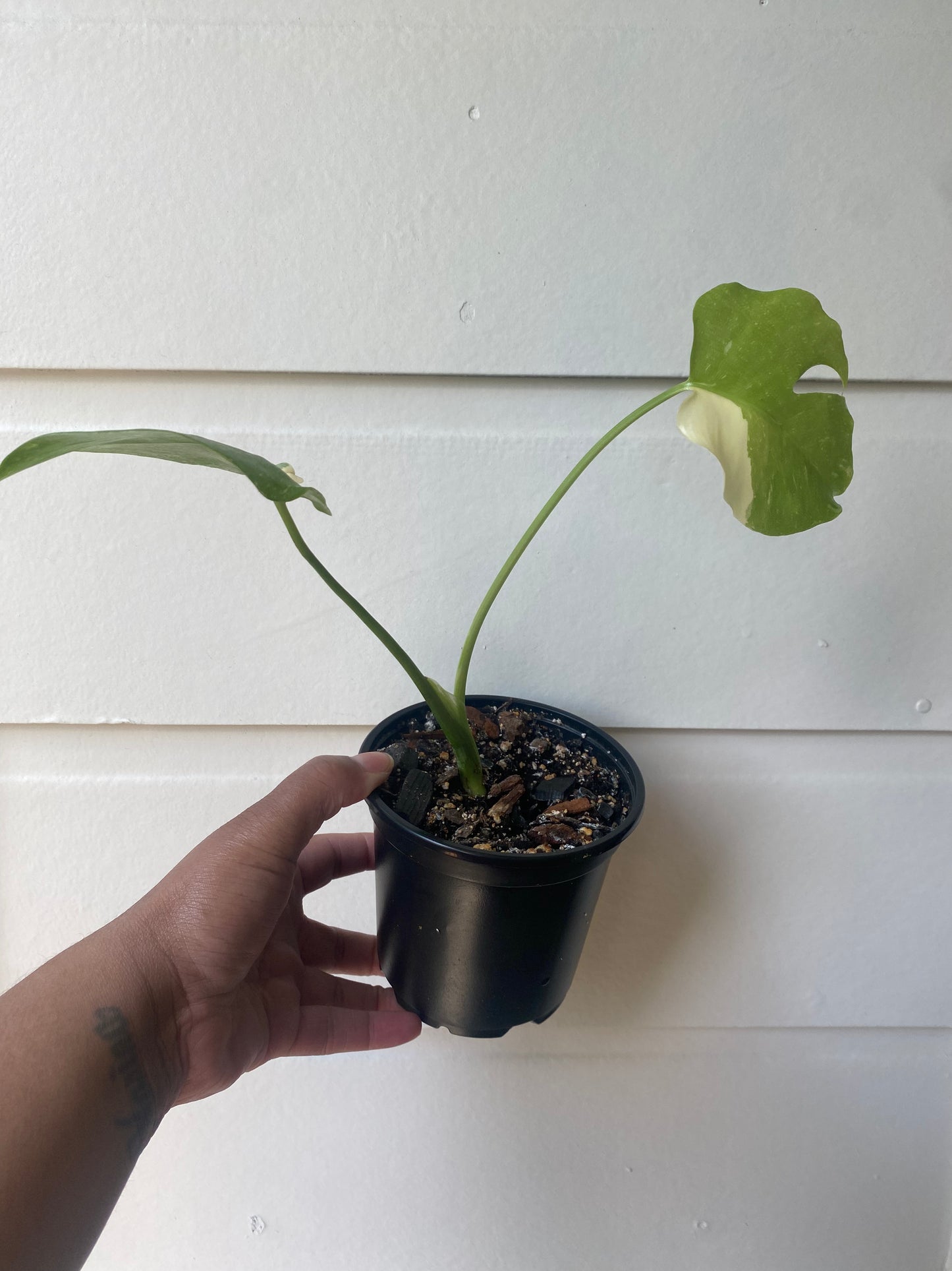 Monstera Thai Constellation