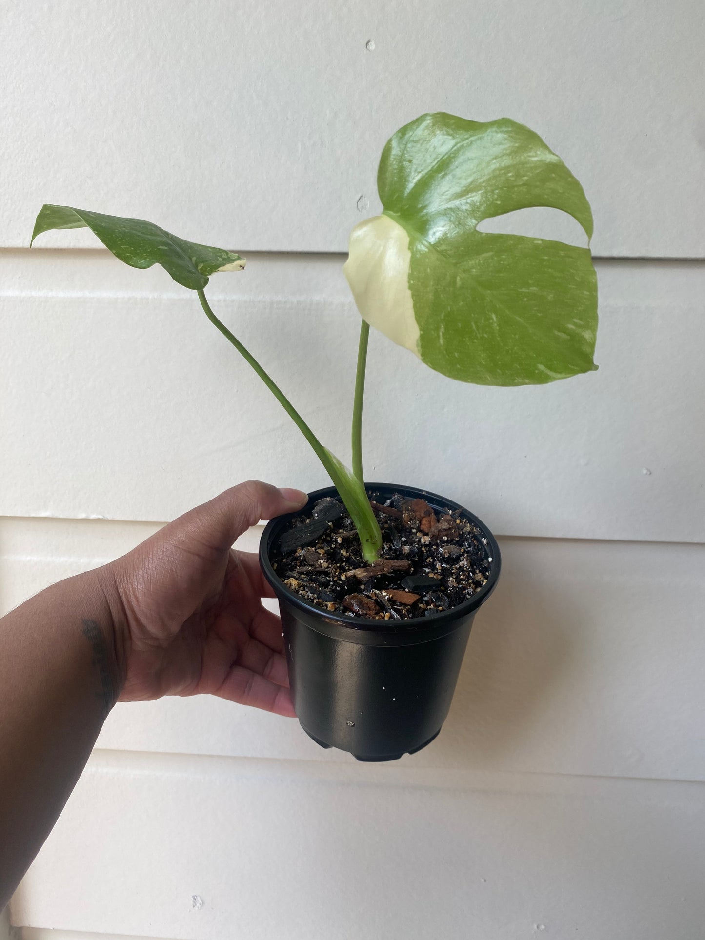 Monstera Thai Constellation