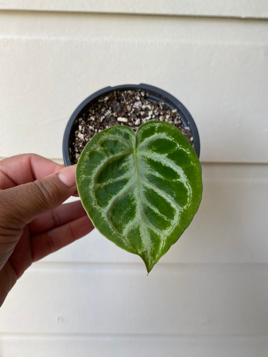 Anthurium Silver Blush