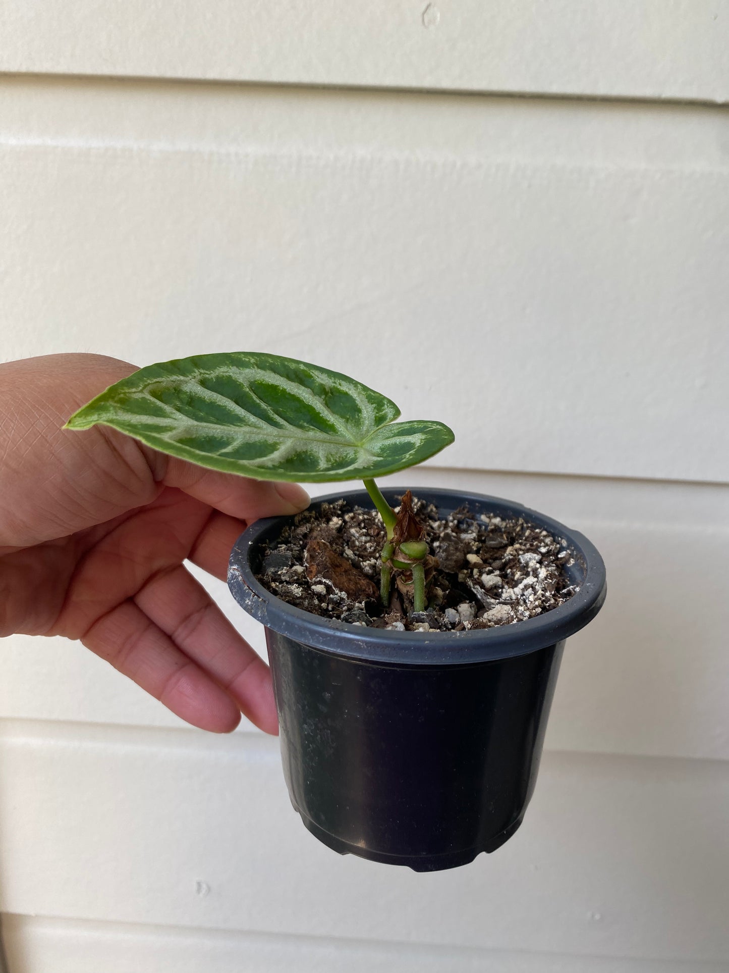 Anthurium Silver Blush