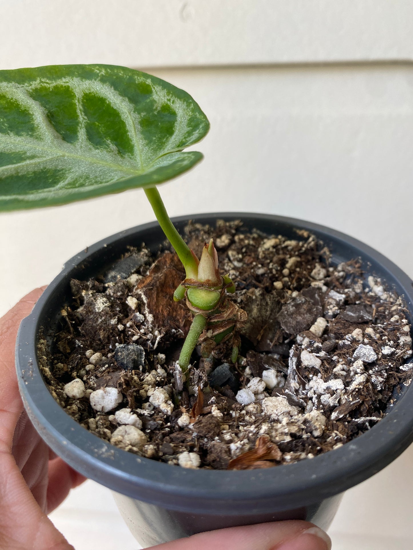 Anthurium Silver Blush