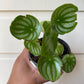 Watermelon Peperomia