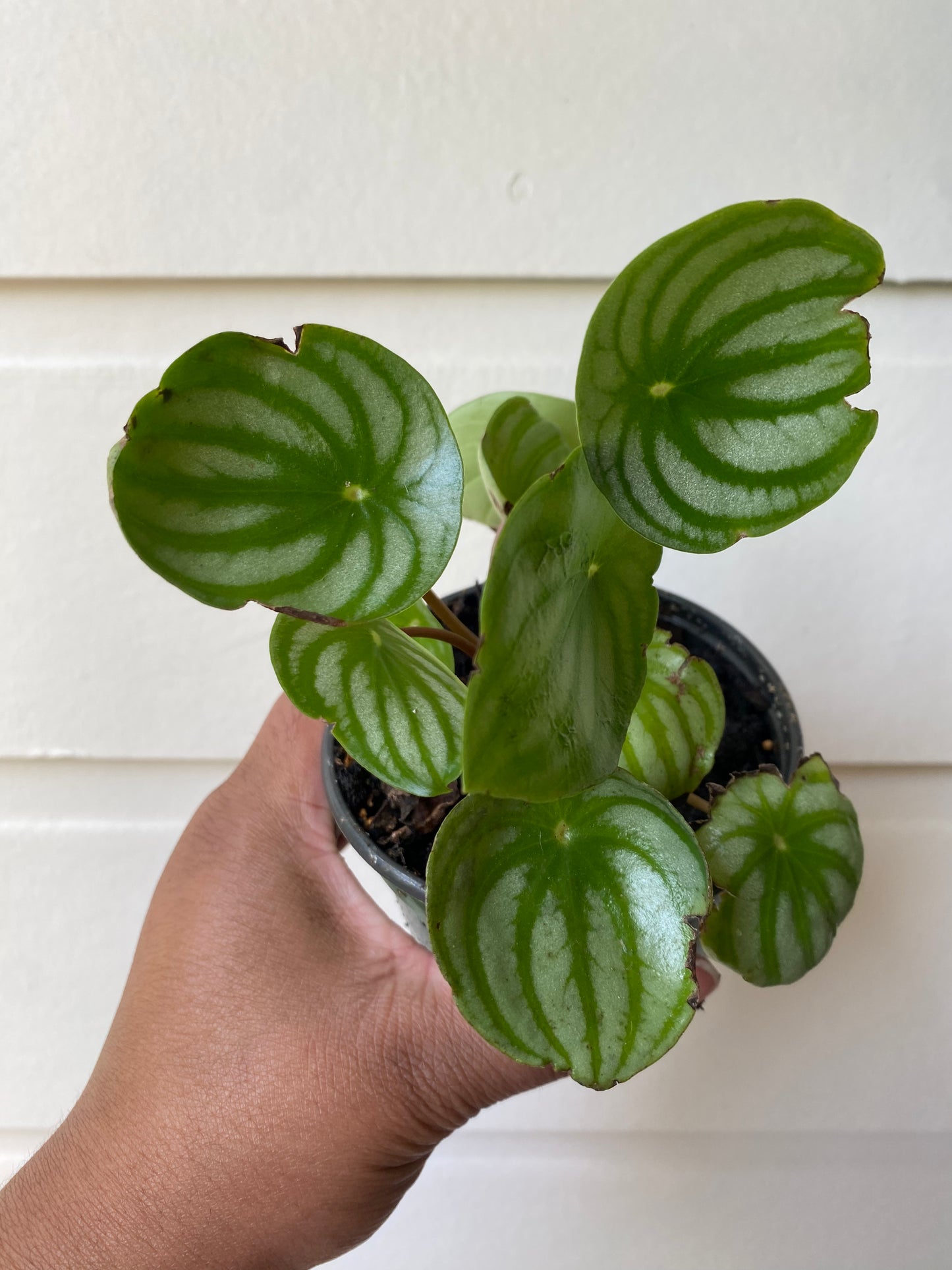 Watermelon Peperomia