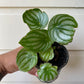 Watermelon Peperomia