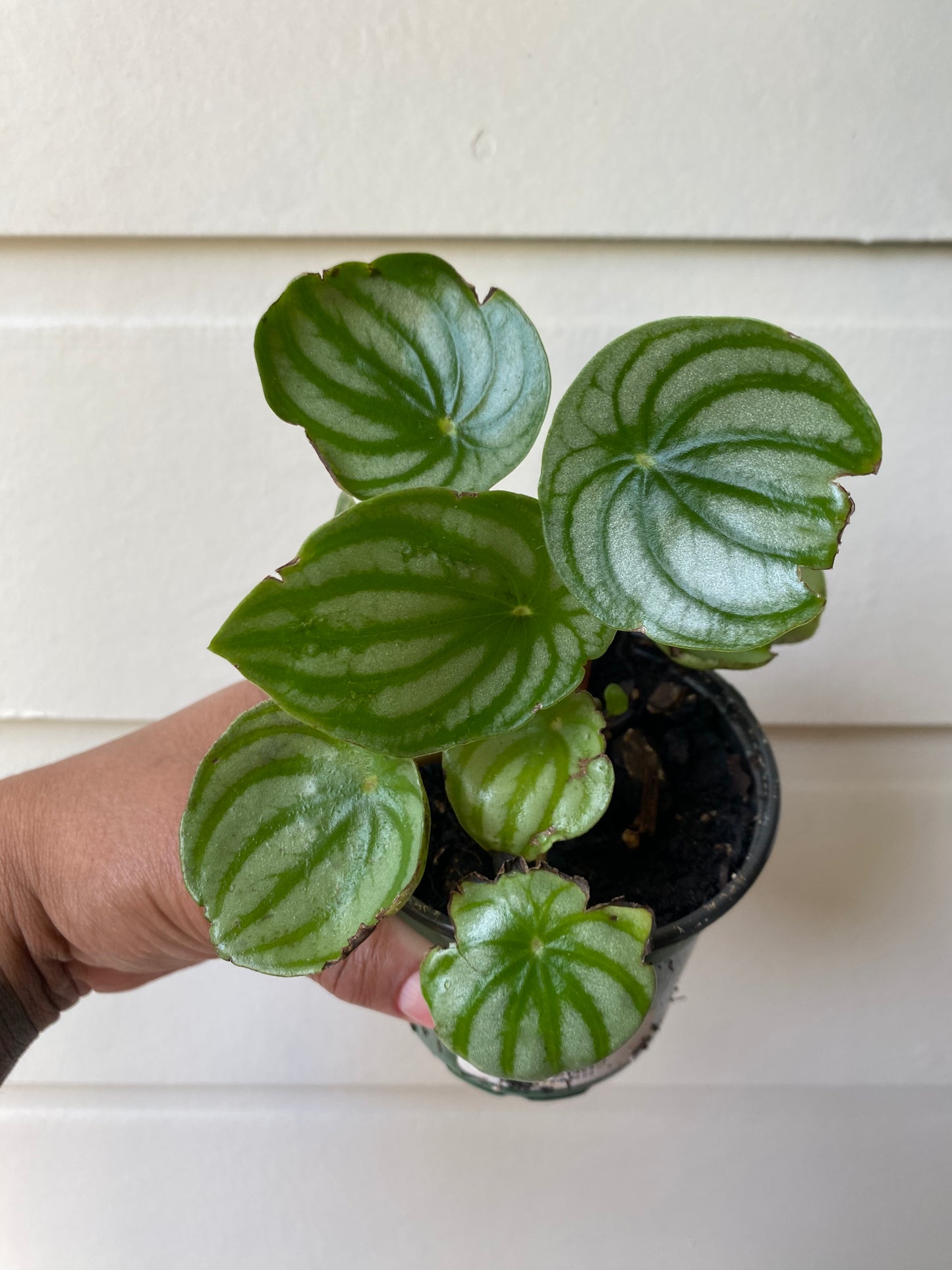 Watermelon Peperomia