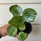 Watermelon Peperomia