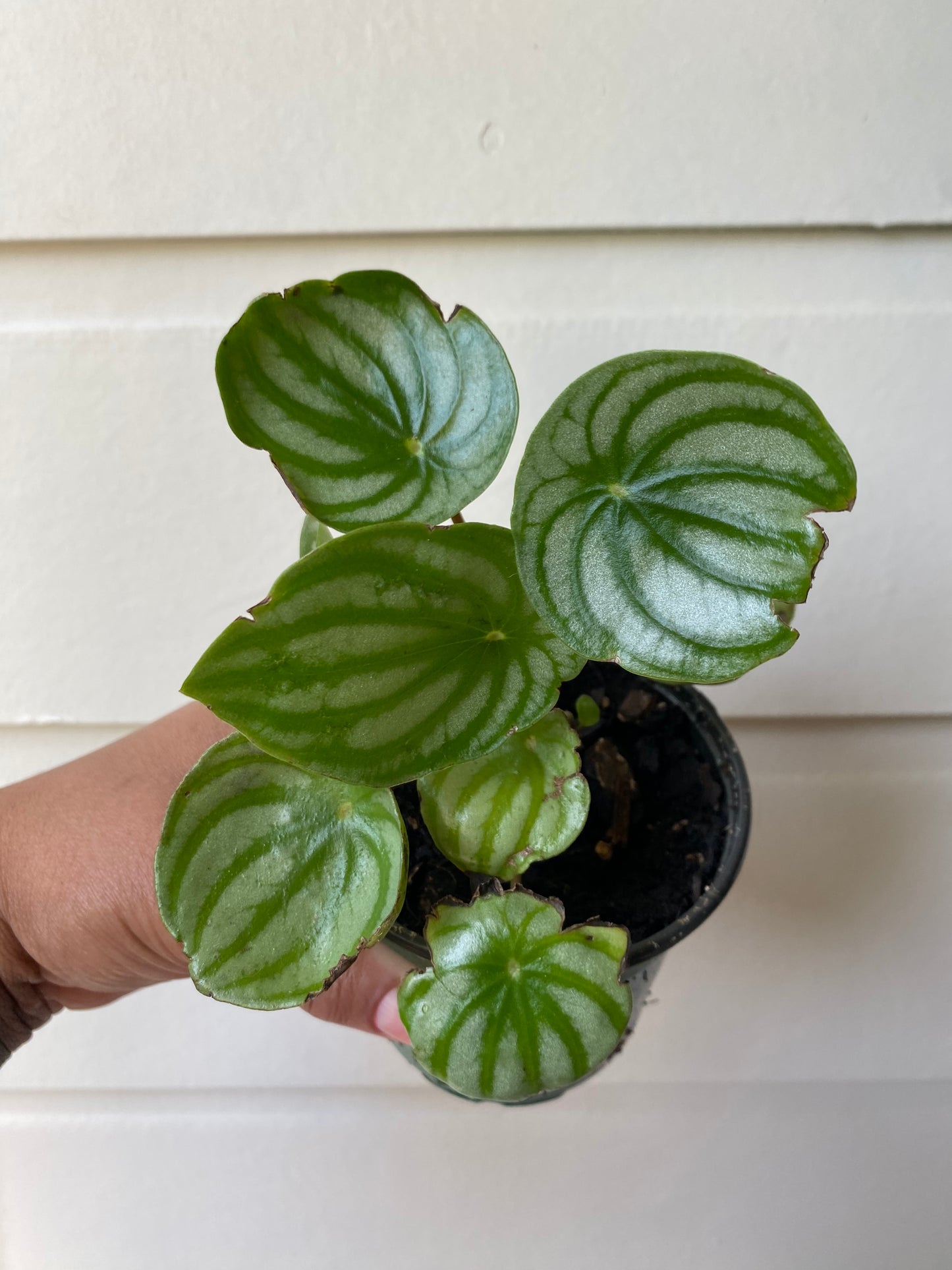 Watermelon Peperomia