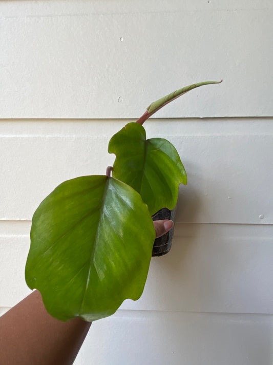 Philodendron Mayoi - B