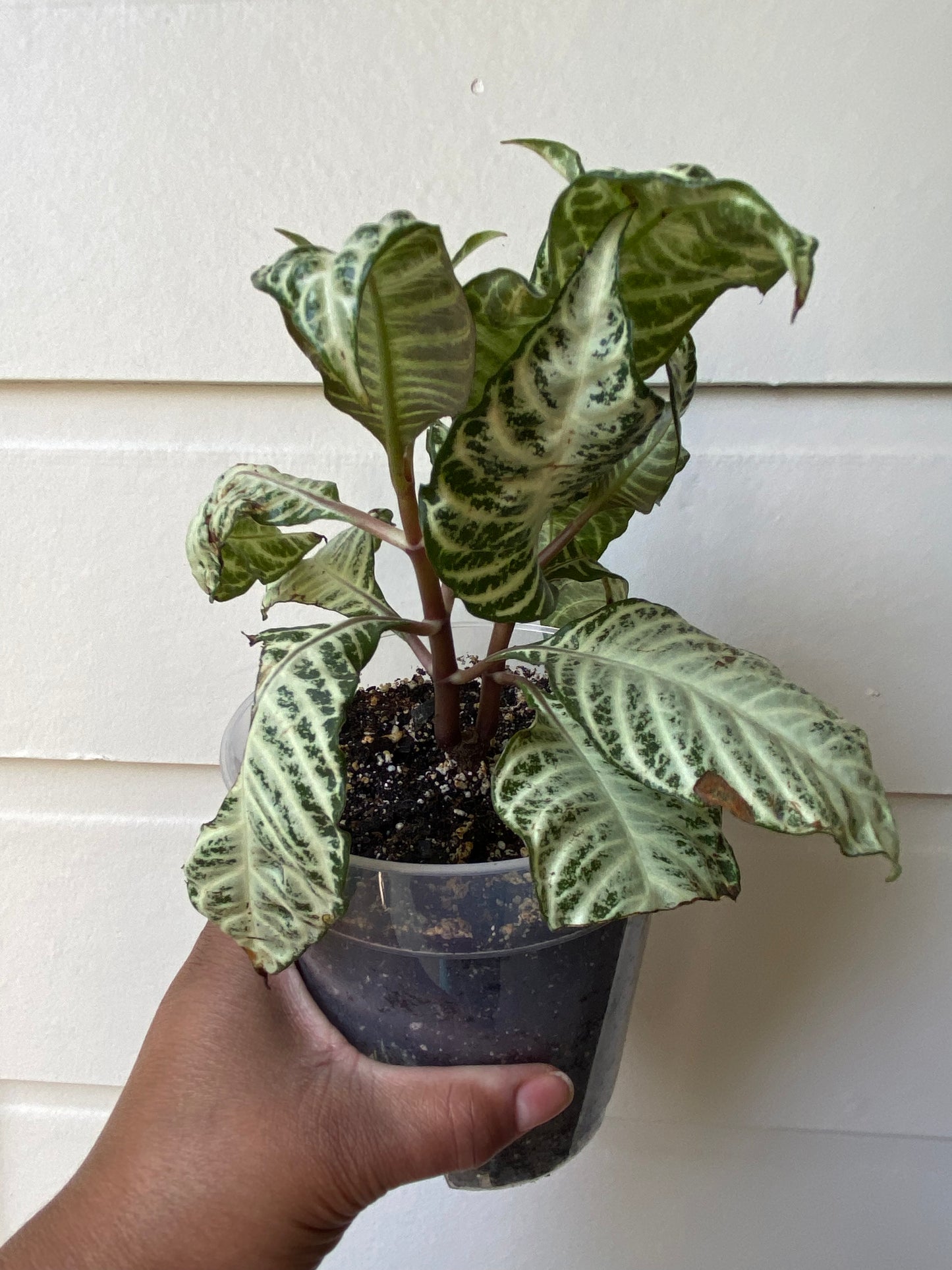 Aphelandra Snow White