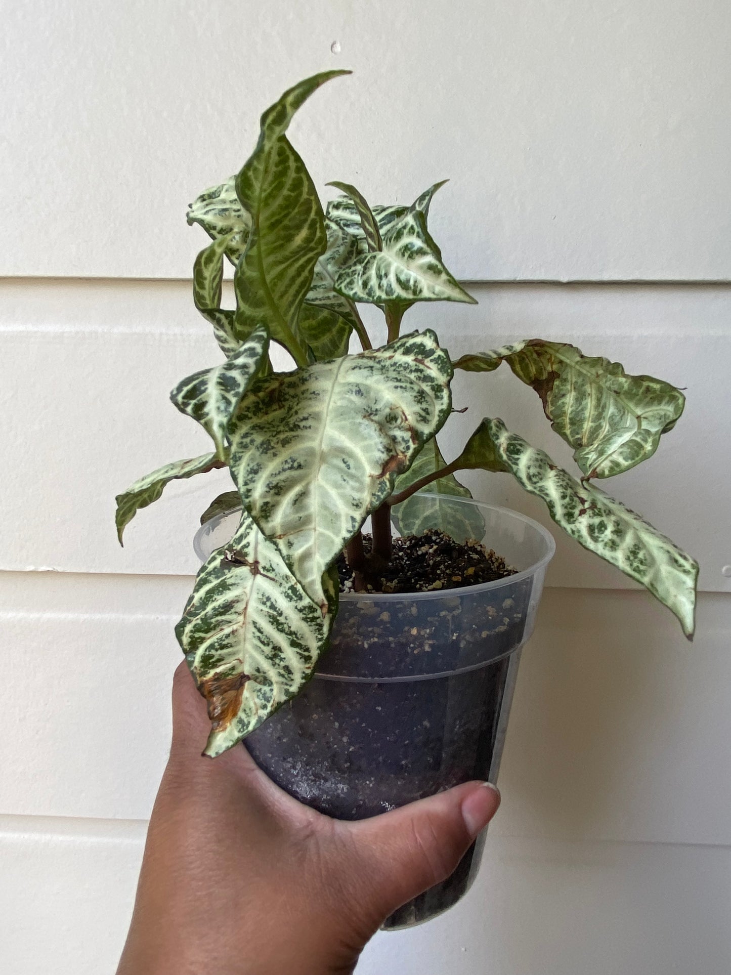 Aphelandra Snow White