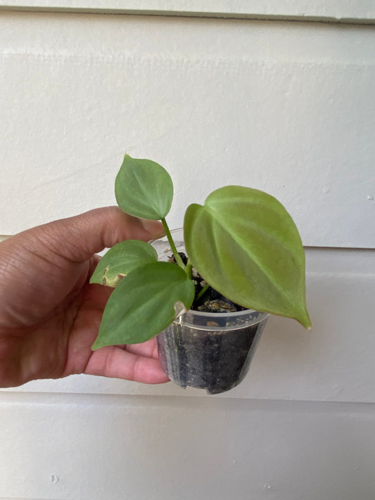 Philodendron Camposportoanum