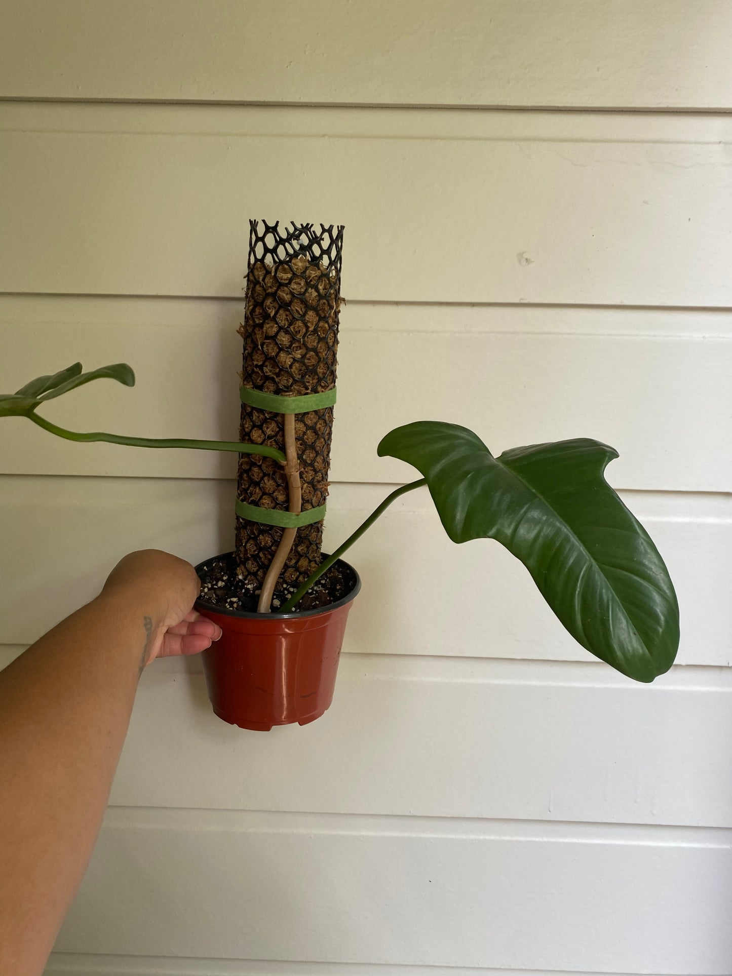 Philodendron bipennifolium